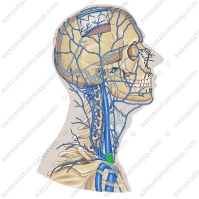 Internal jugular vein (bulbus inferior venae jugularis)